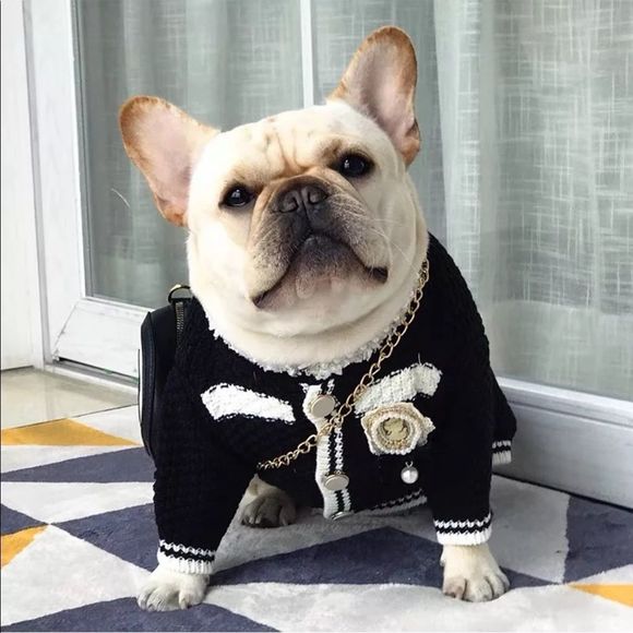 “C” Inspired Luxury Pet Sweater - Picture 1 of 9